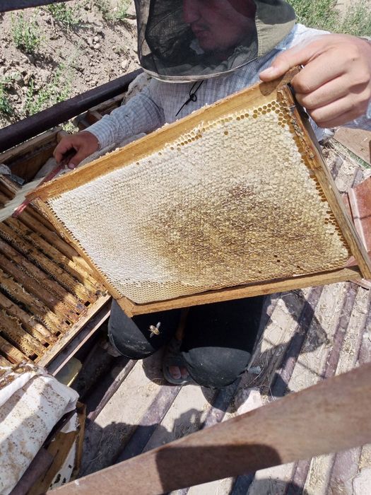 Choʻl Shifobaxsh asali.yantoq asali.endi Toshkent da