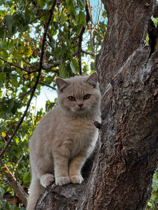 Продаются котята