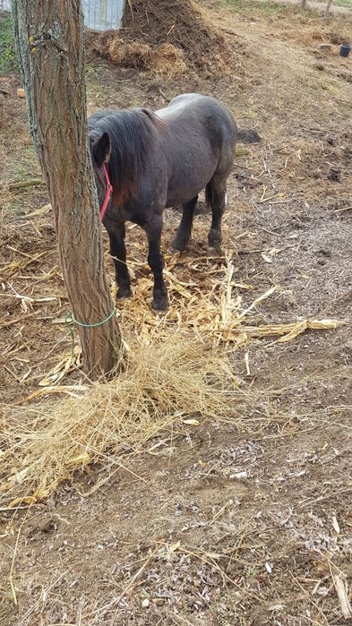 Vând armăsar 4 ani