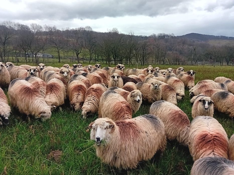 Oi de vânzare tinere