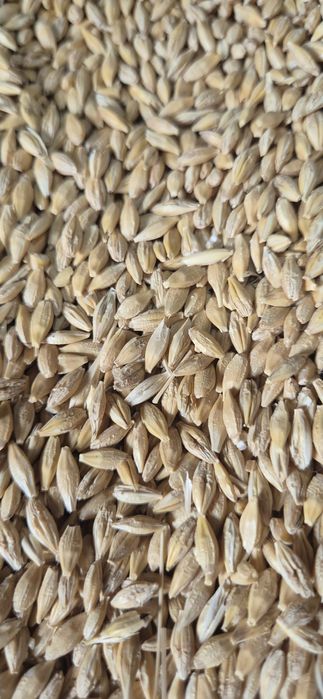 Orzoiaca de primavara