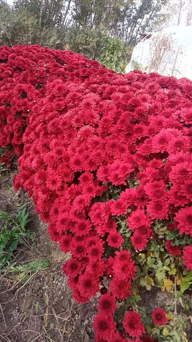 Хризантема сотилади ер жой тайёрлаб экиб хам берамиз