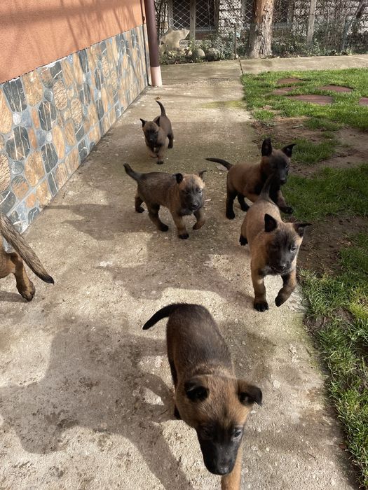 Белгийска овчарка Малиноа