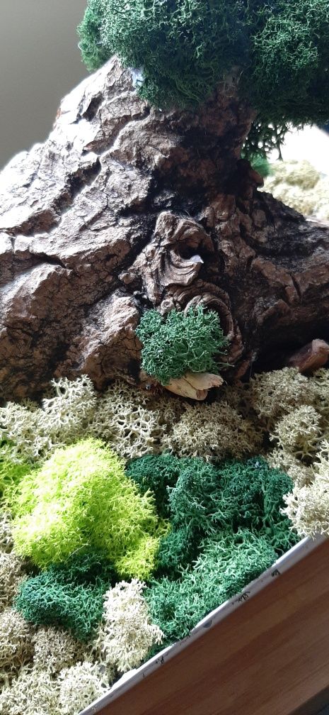 Platou decorativ cu licheni premium