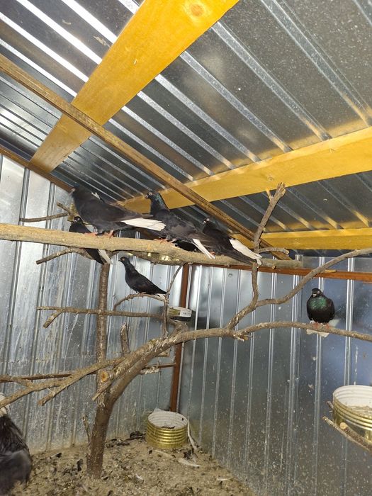 De vânzare porumbei cod alb