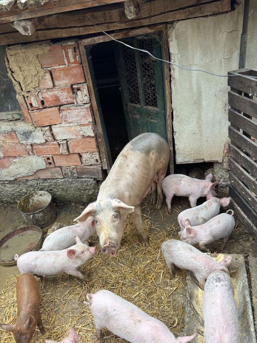 Продават се цена на лично