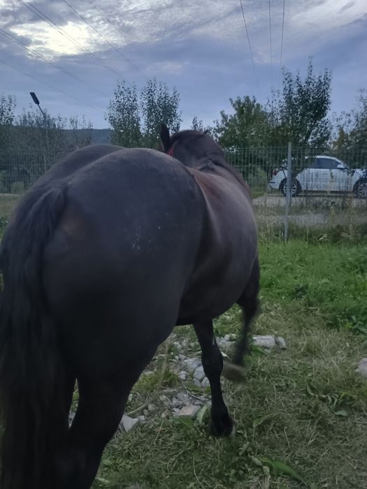 Vând mânză de 2 ani