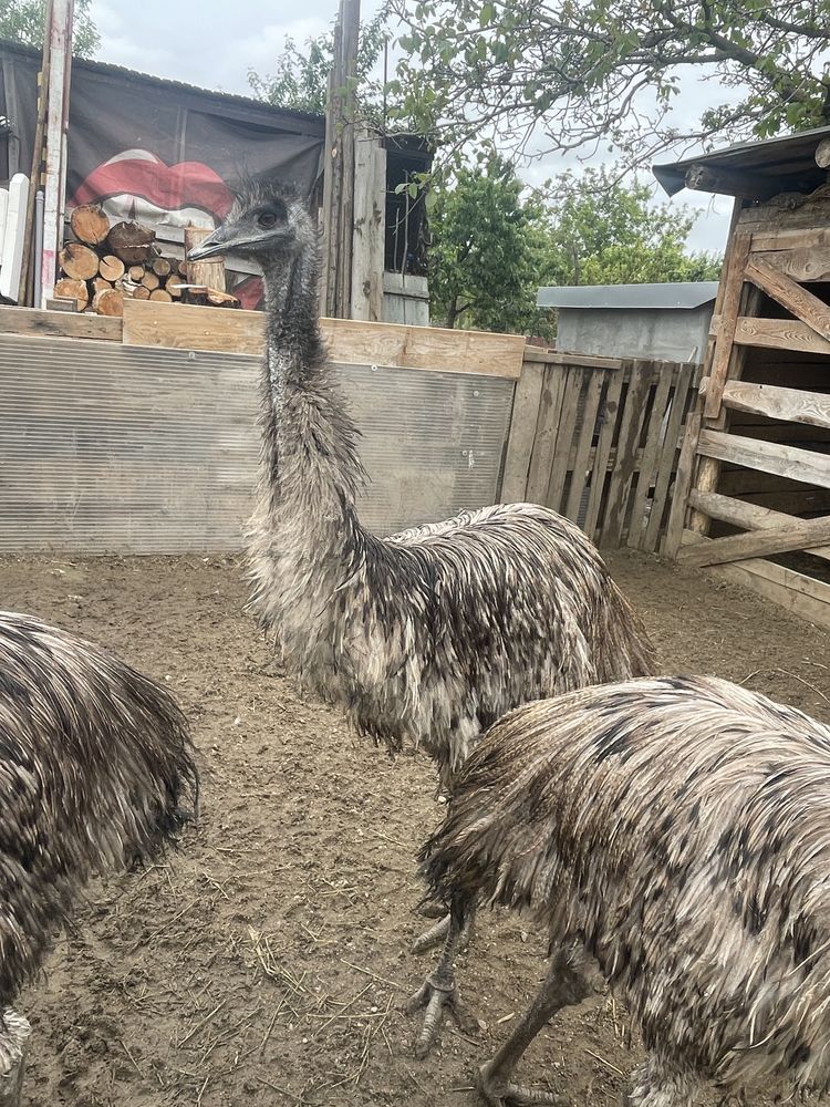 Trei păsări EMU!!!