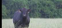 Vang vitele si taurasi Angus