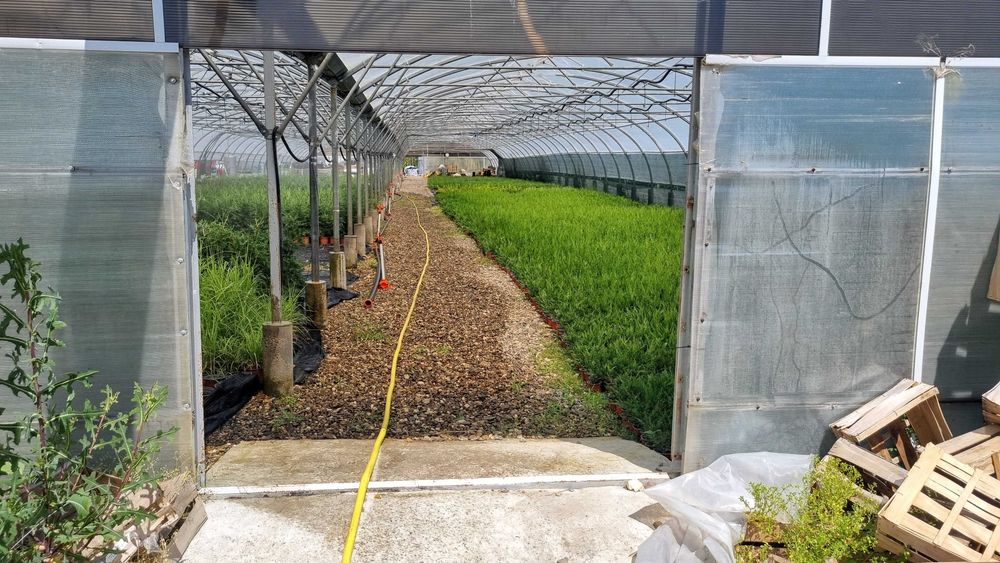 Leylandii  110-130 cm ghivece 3 L