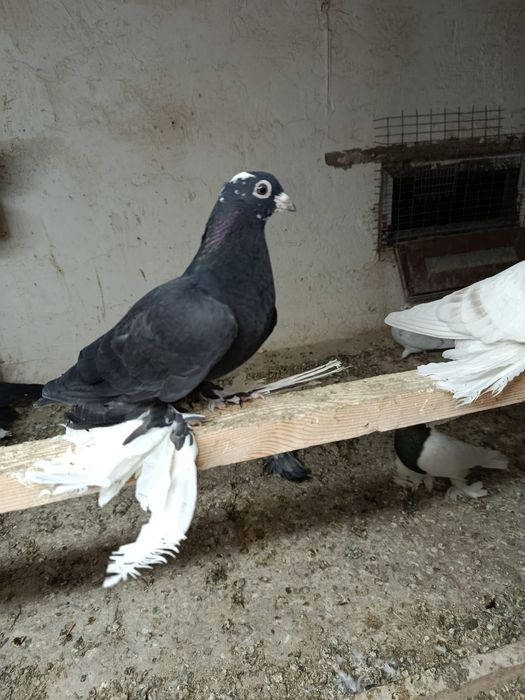 Каптар сотиладиии