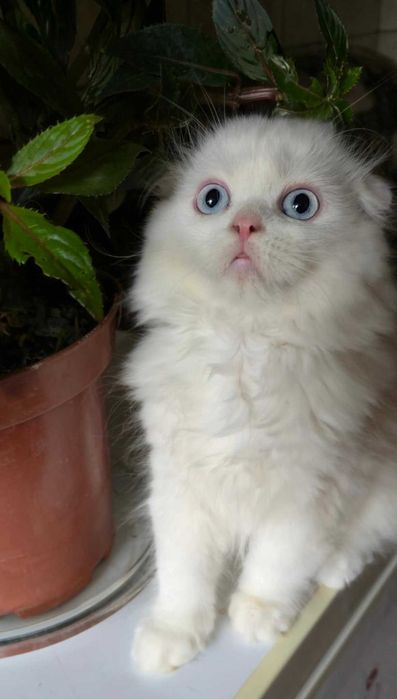 Scottish fold cu pedigree