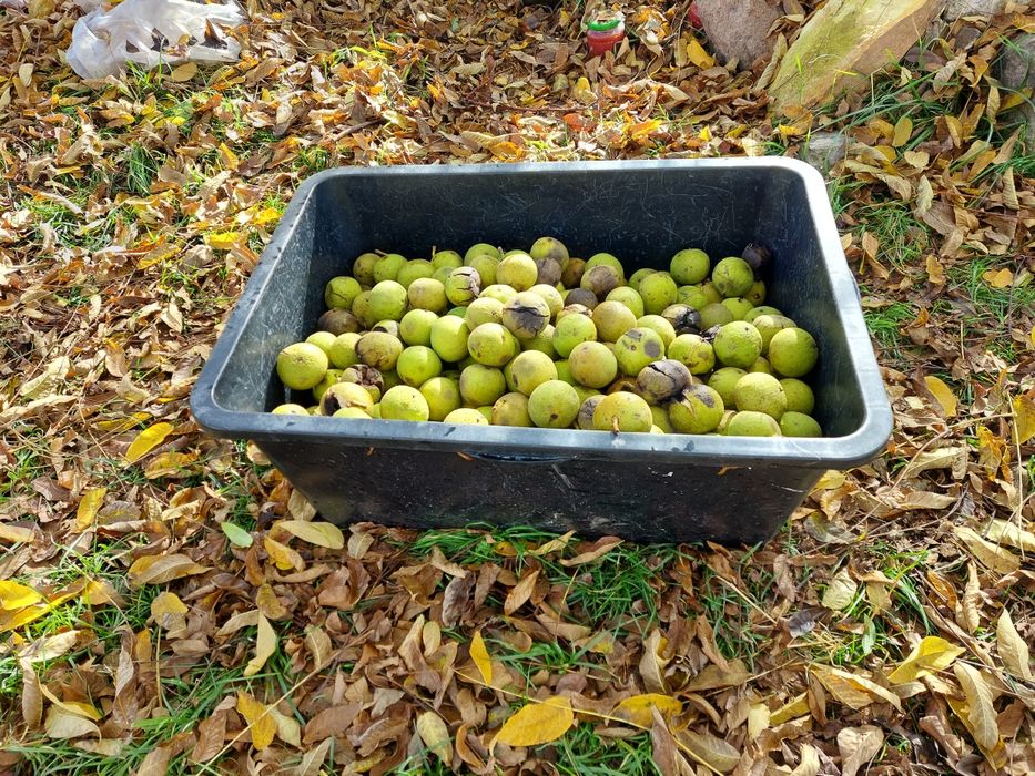 Puiet nuc negru american Juglas Nigra (Black Wallnut)