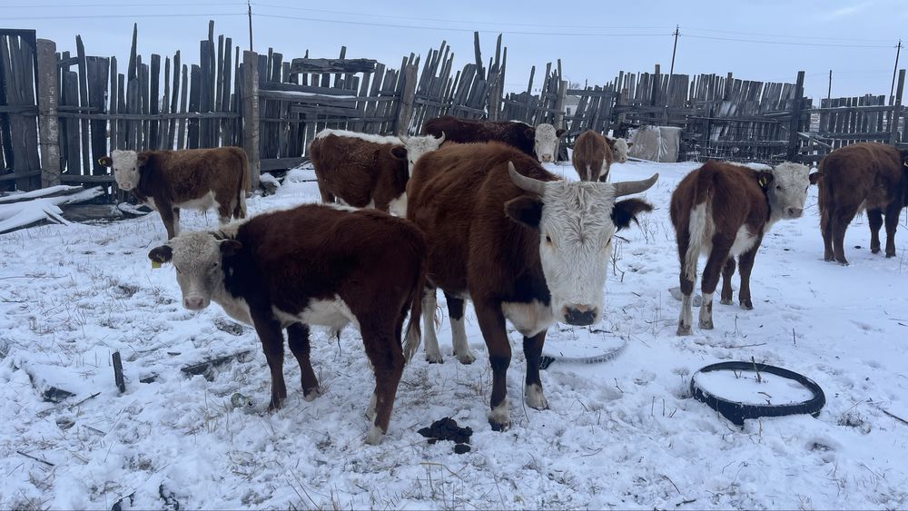 Продам коров с телятами