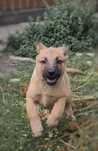 Donez ciobanesc belgian malinois