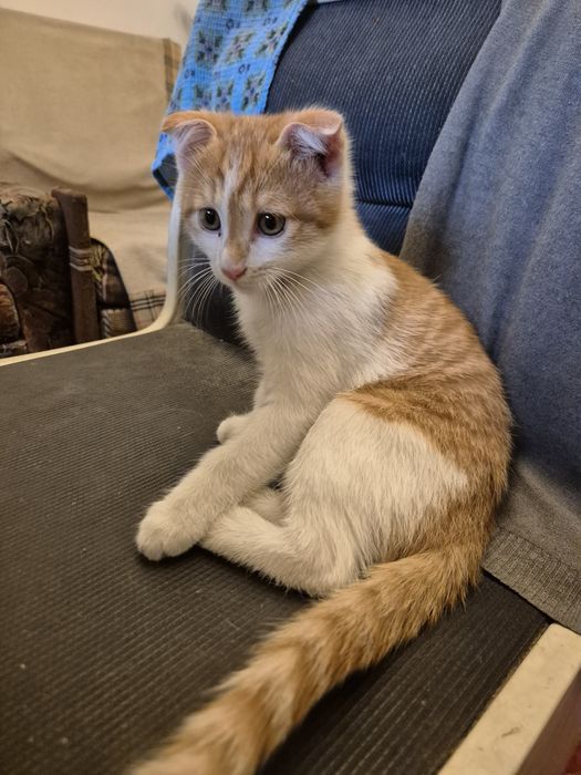 Отдам котенка любящему котиков