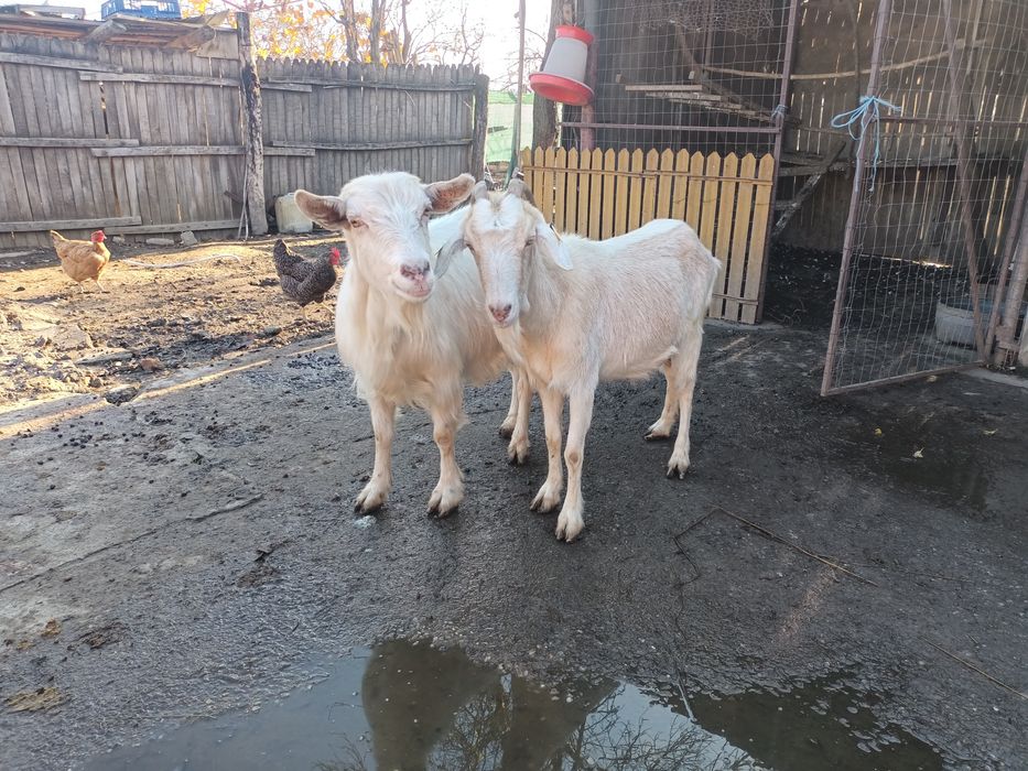 Vând 2 capre bune de lapte