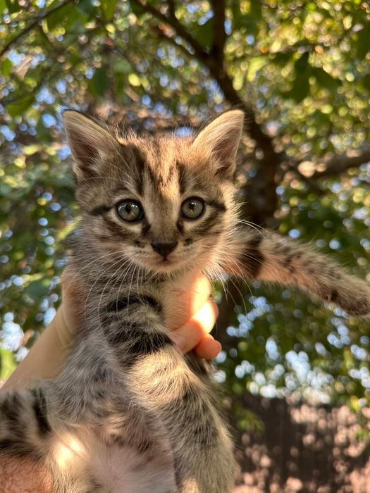 Котята, три недели