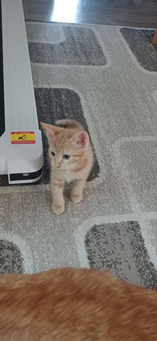 Отдам кошечку 2мес.