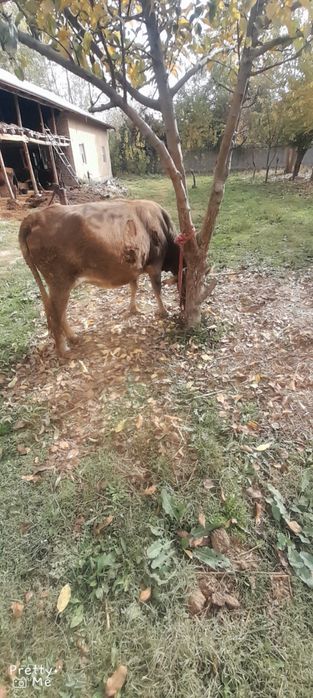 Bugoz 8 oylikga yaqin dekabrga tugadi