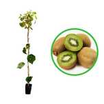 Kiwi La Ghiveci (Soiuri Diferite )