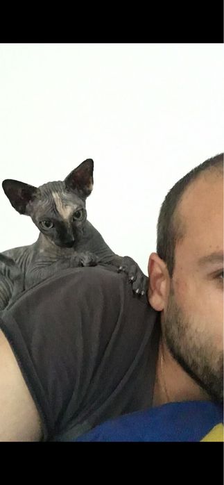 Pet sitter, iubitor de animale