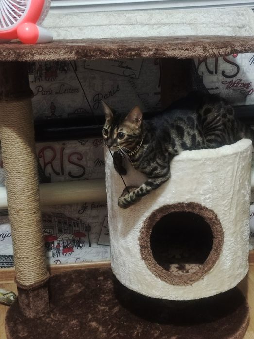 Бенгальская кошка