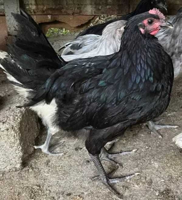 Vând găini / cocoși Australorp