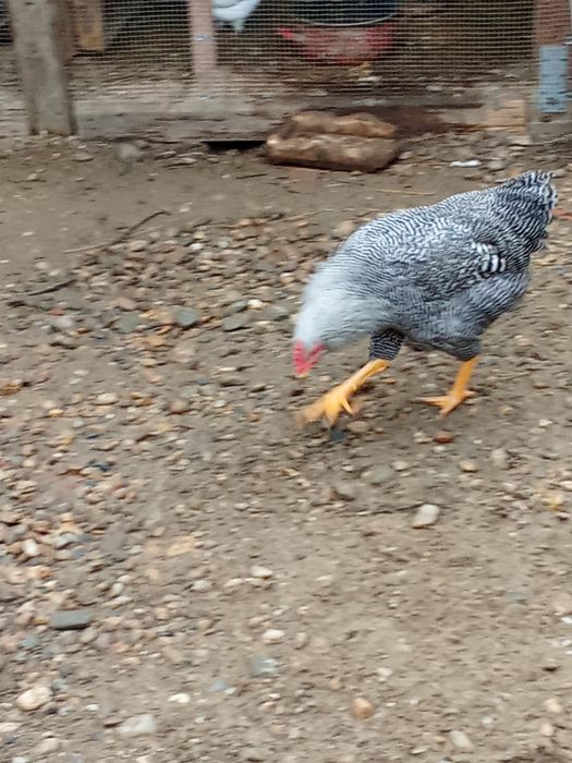 Cocoși australorp și playmond