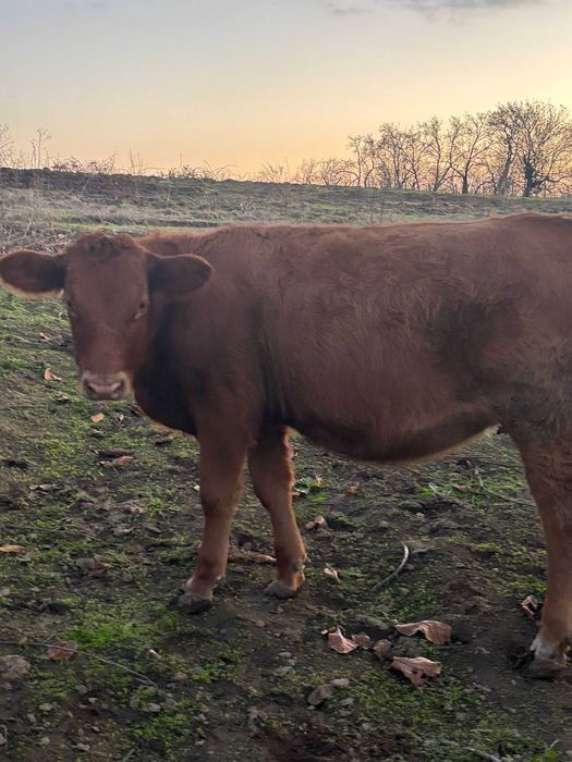 Женски месодайни телета