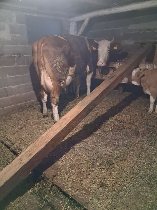 Vacă de vînzare bună de lapte