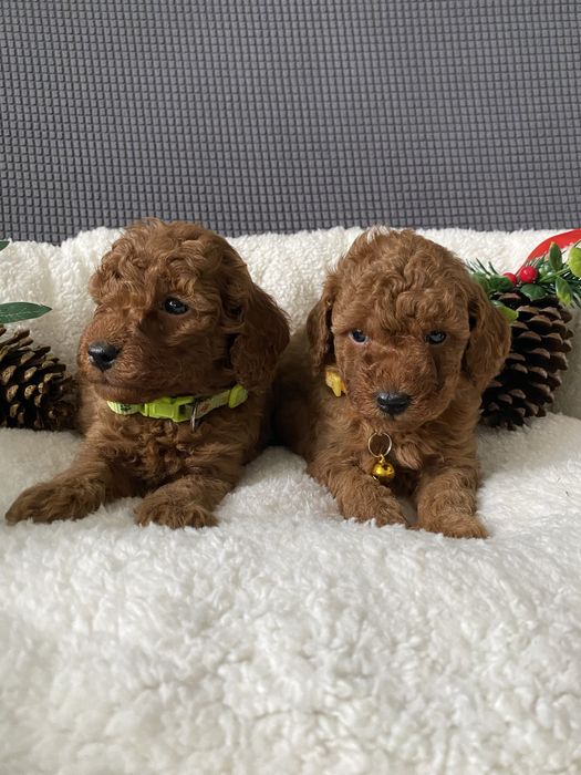 Той пуделчета той