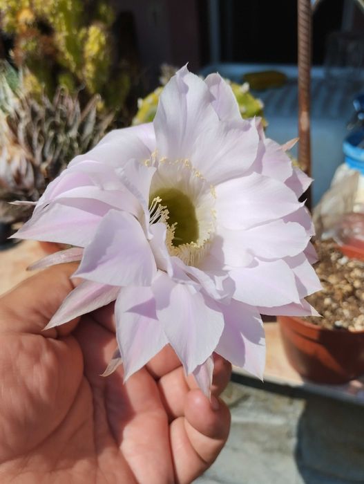 Vand  colectie formata din aprox.80 de cactusi.