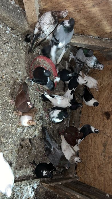 Urgent de dat porumbei