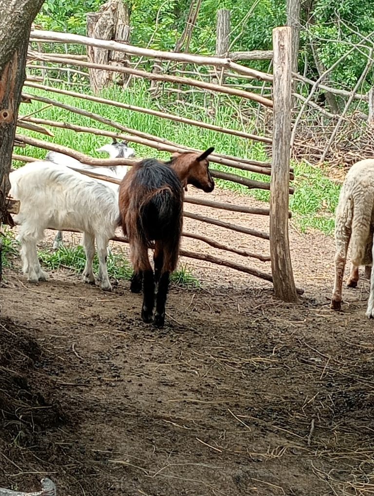 Vând capre rasa românească