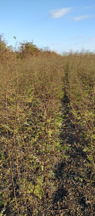 Puieți salcâm frasin mesteacăn fag carpen tei