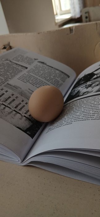 Tuxum sotiladi domashniy