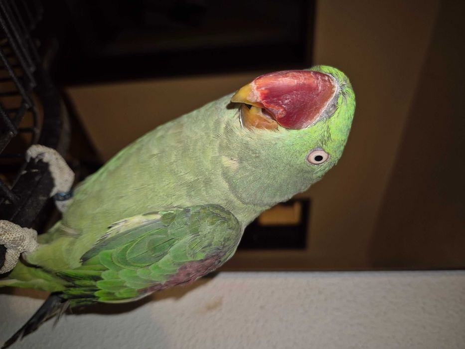 Papagal Marele Alexandru, inel inchis