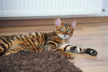 Pisica toyger cu pedigree
