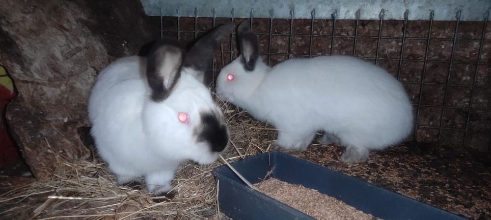 Vand iepuri Californieni