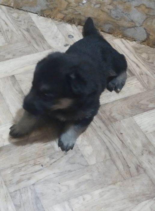 Щенки немецкой овчарки