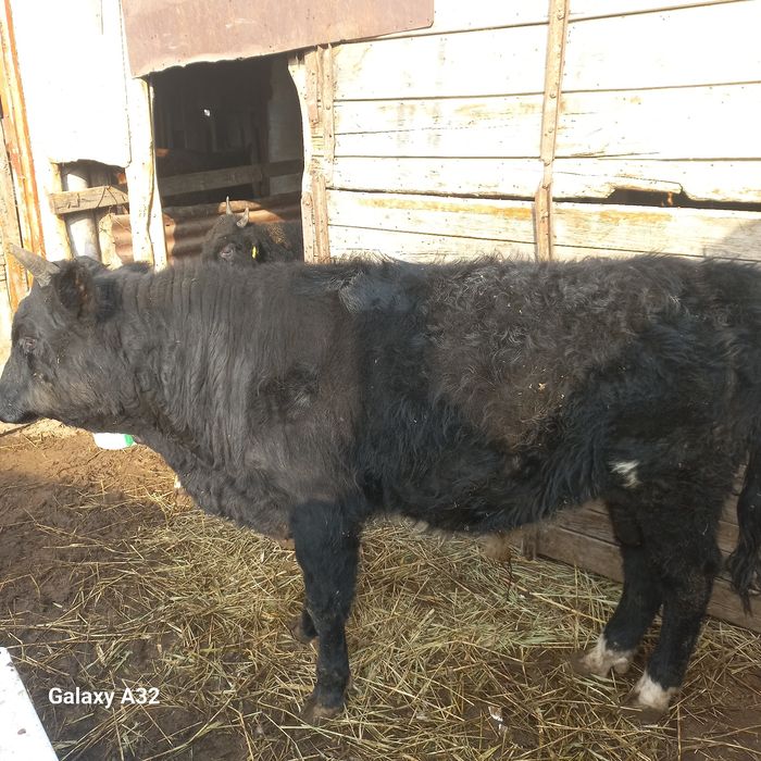 1.5жасар еркек баспак сатылады  сатылады сатылады сатылады сатылады са