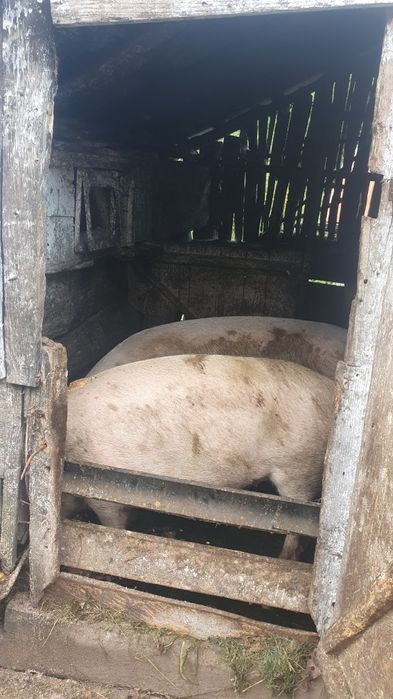 Porci de vanzare