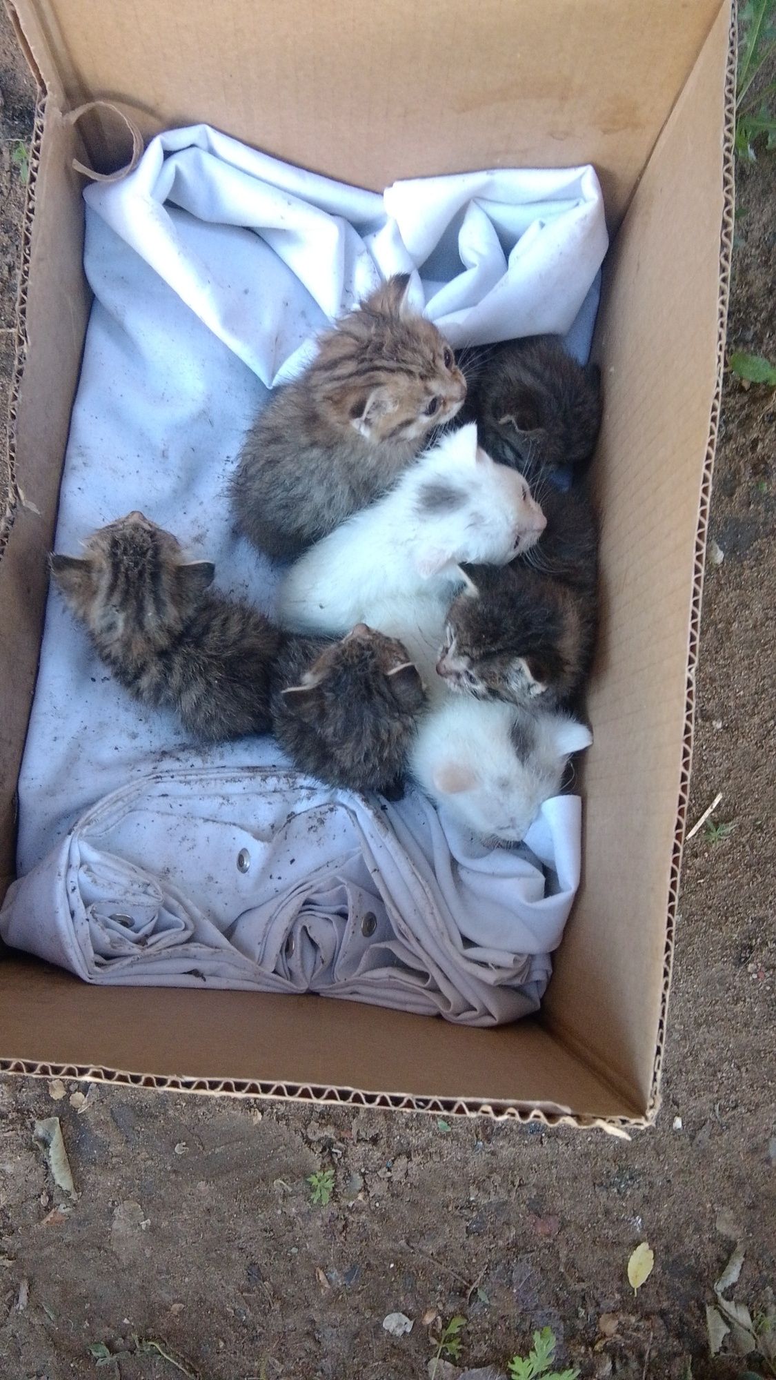 Отдам котят даром.