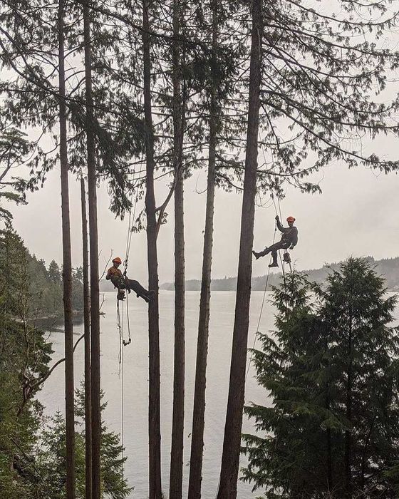 Toaletare, taiere, doborat copaci, arbori sau pomi