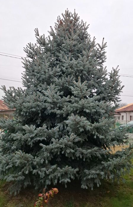 Brad natural argintiu, aproximativ 5-6 metri.