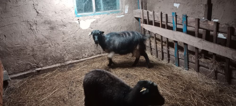 Продам коз  котные.январ окот.дойные молодые