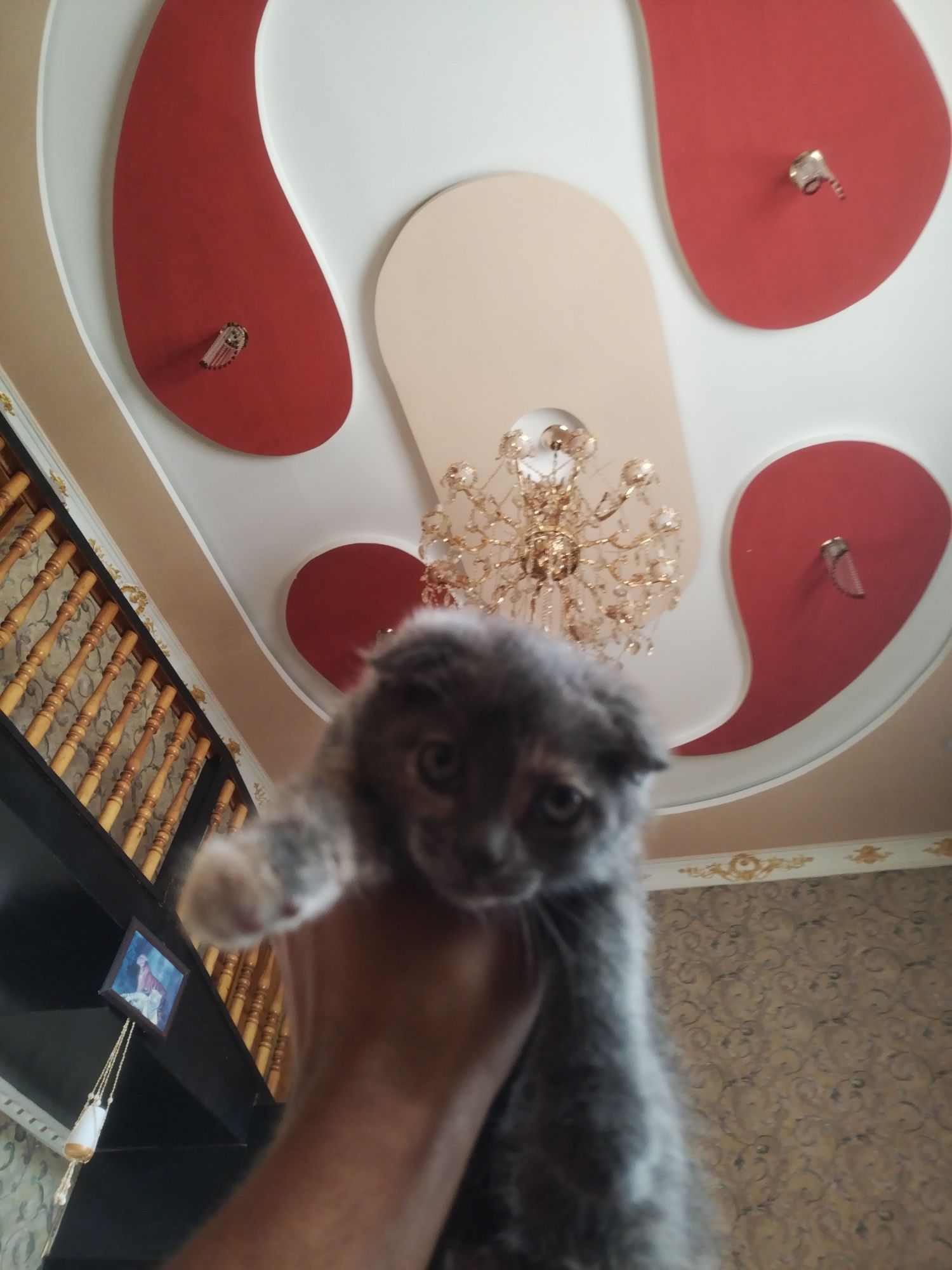 Кошка мушук скоч форт