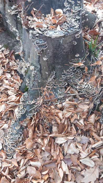 Ciuperci uscate medicinale coada curcanului