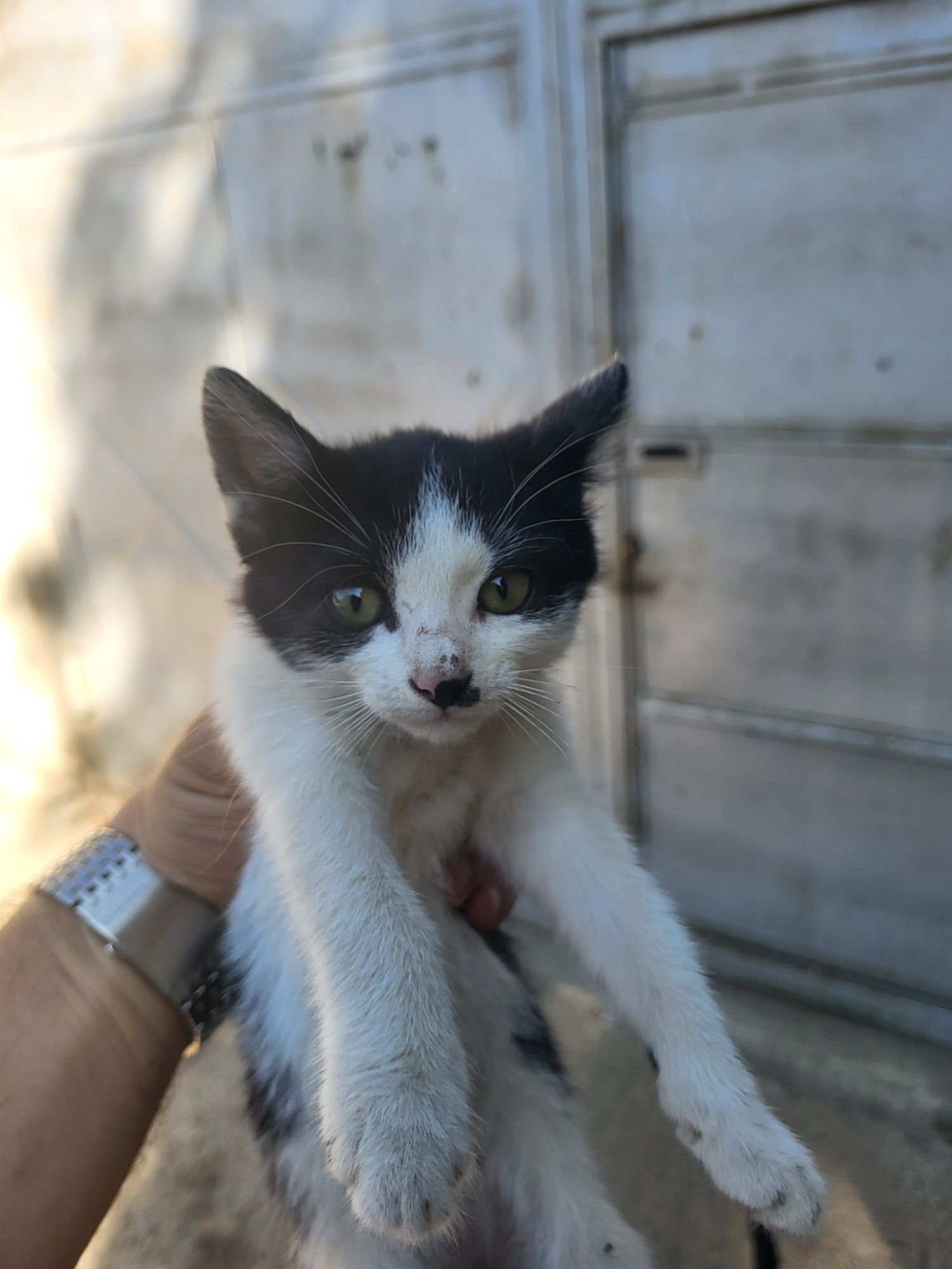 Pisicuti pentru adopție